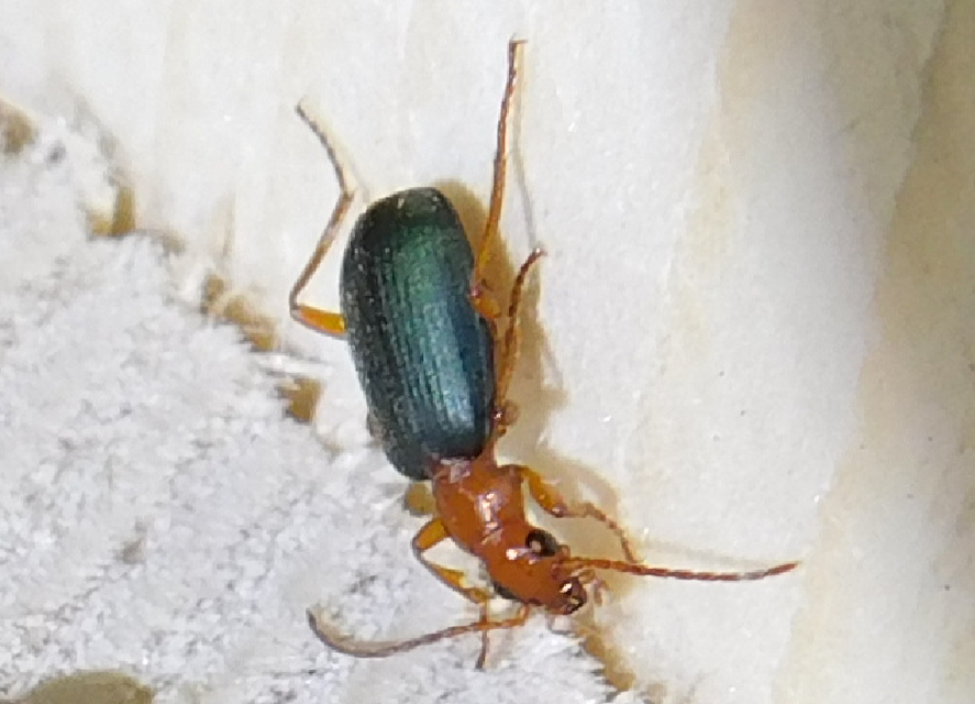 Brachinus