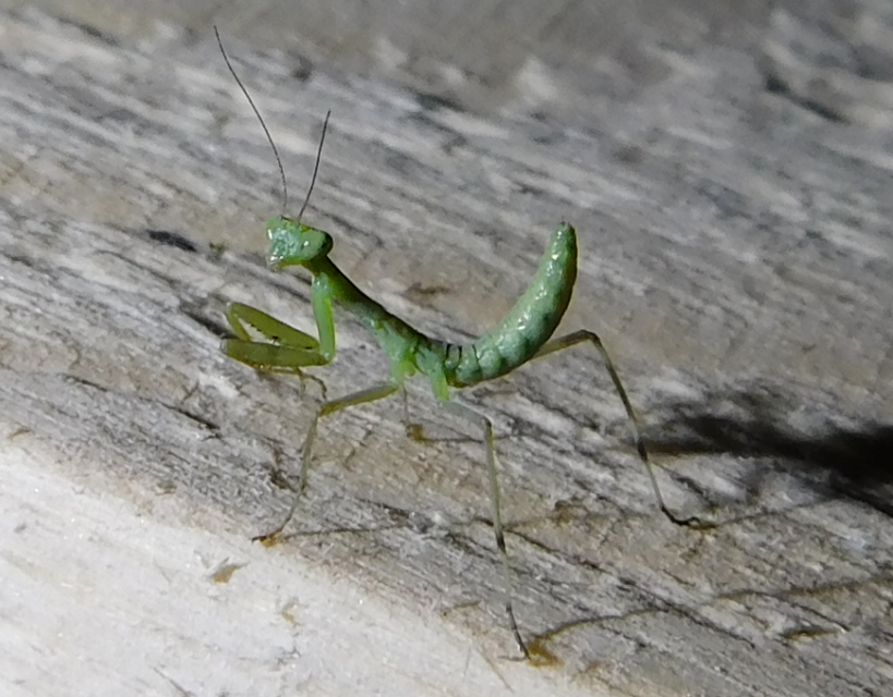 Hierodula tenuidentata - óriás ázsiai imádkozósáska