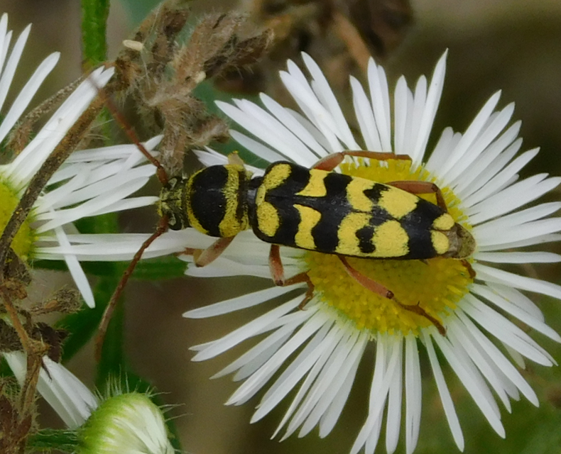Echinocerus floralis - lucerna-darázscincér