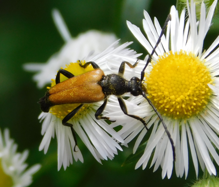Stictoleptura fulva - vörhenyes virágcincér