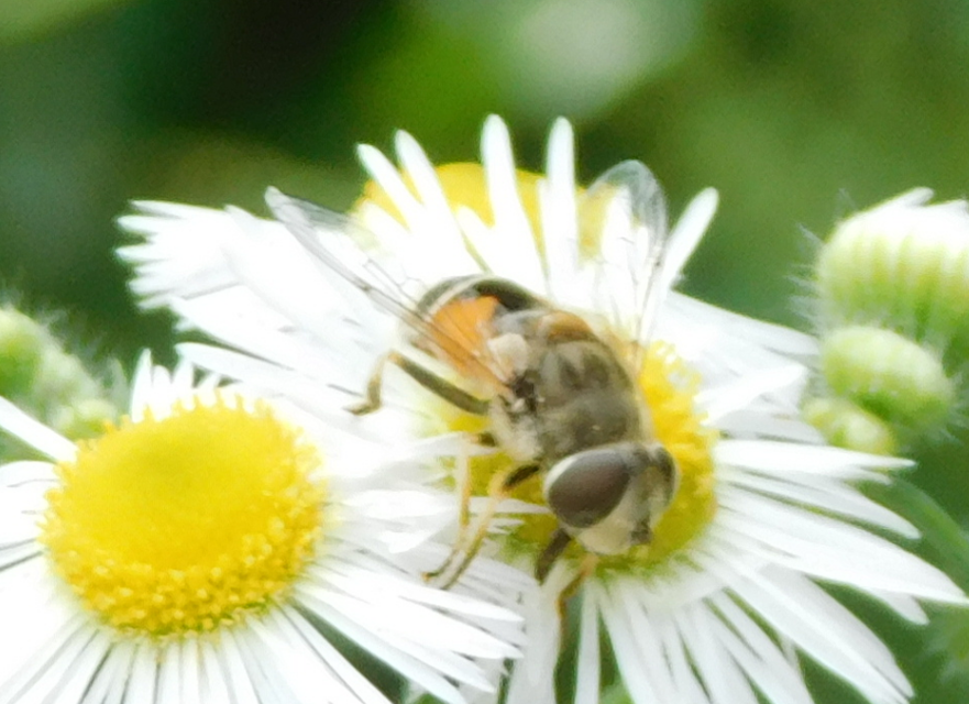 Eristalis