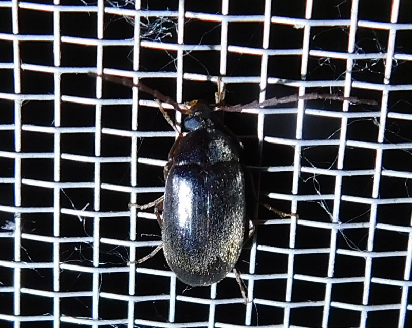 Hymenalia rufipes - rőtlábú alkonybogár