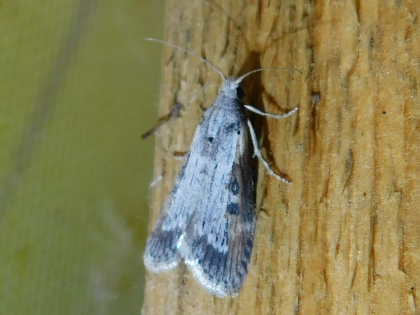 Lamoria