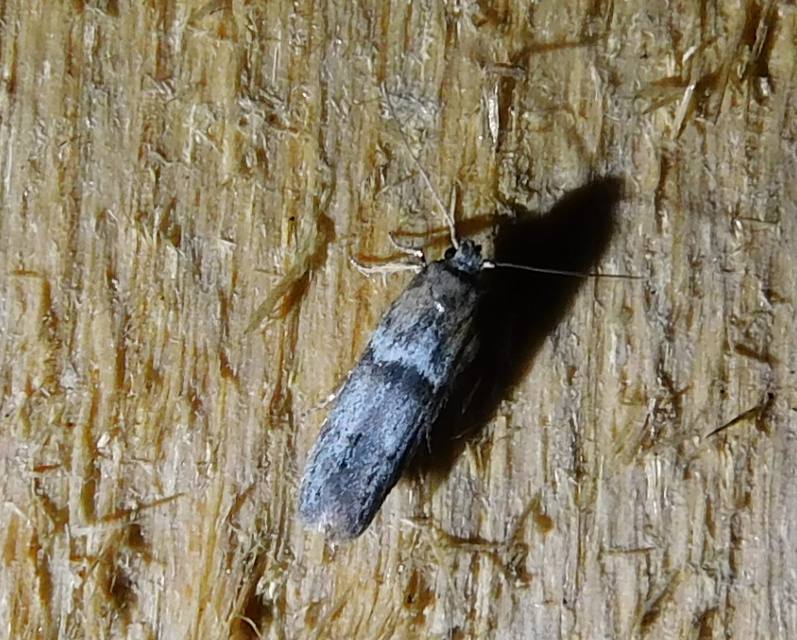 Blastobasis