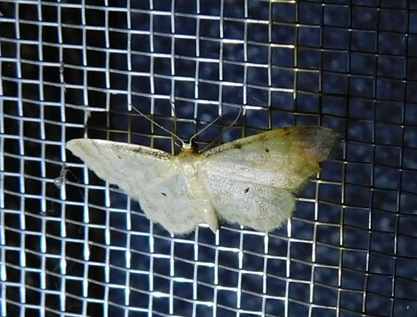 Idaea fuscovenosa - szürkeszélű apróaraszoló
