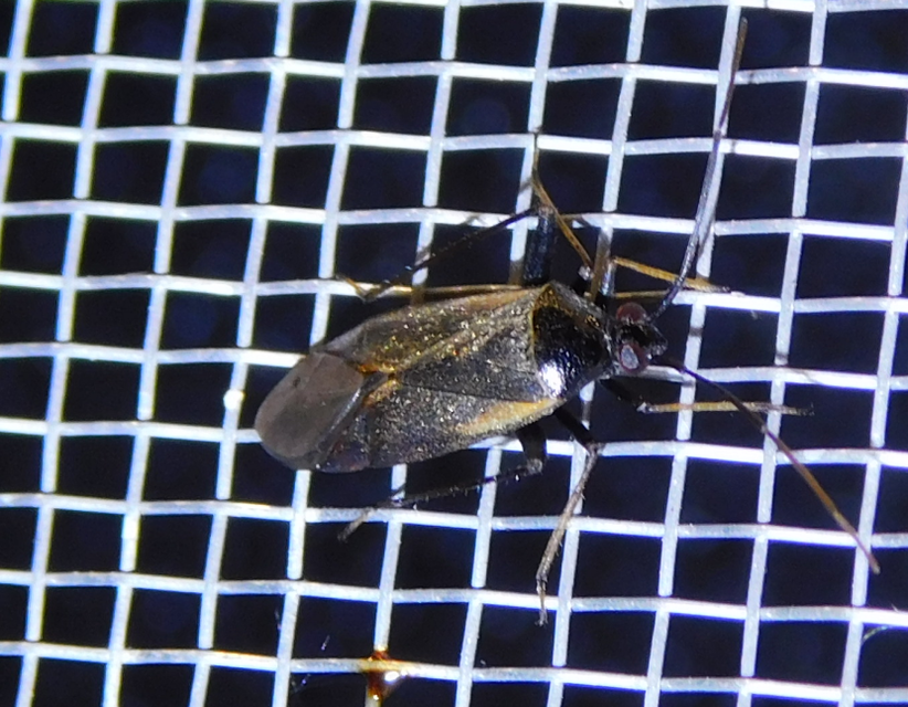 Adelphocoris seticornis - szegélyes mezeipoloska