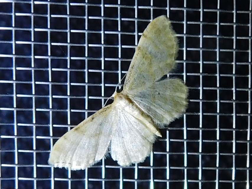 Idaea fuscovenosa - szürkeszélű apróaraszoló