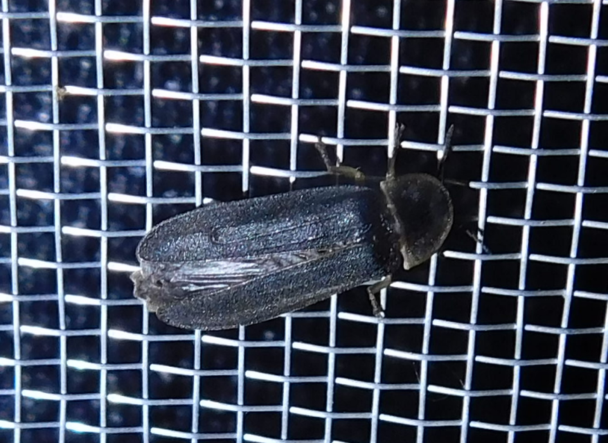 Lampyris noctiluca - nagy szentjánosbogár