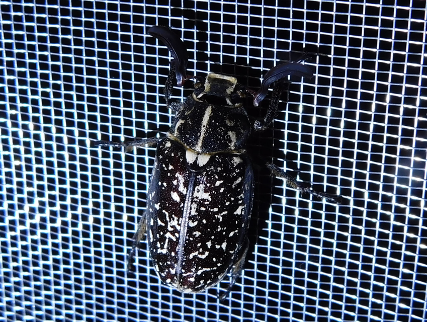 Polyphylla fullo - csapó cserebogár