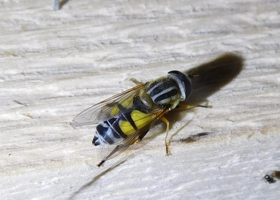 Helophilus trivittatus - nagy mocsárilégy