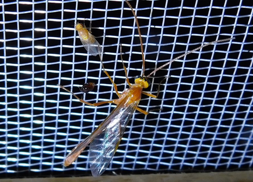 Ophion