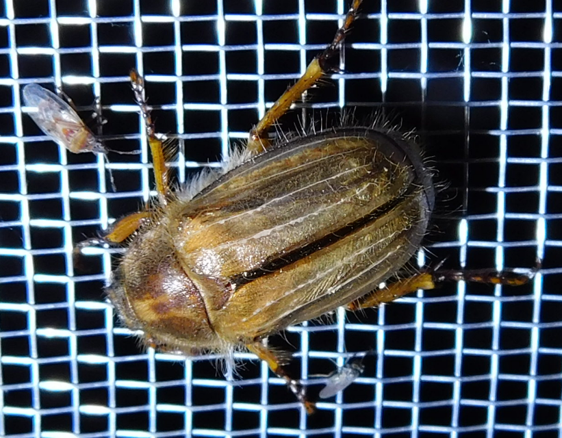 Amphimallon solstitiale - bordás sárgacserebogár