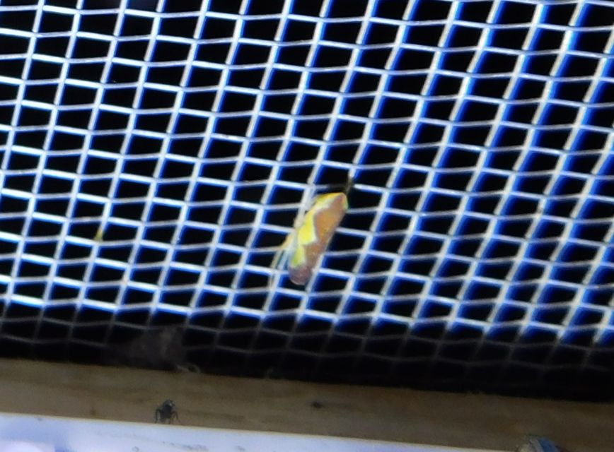 Platymetopius Platymetopius