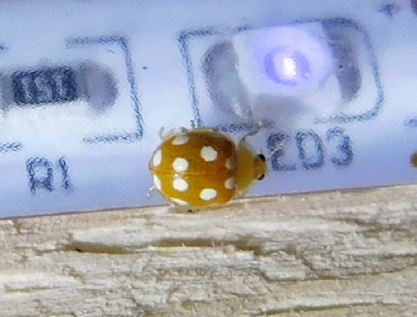 Vibidia duodecimguttata - tizenkétcseppes füsskata