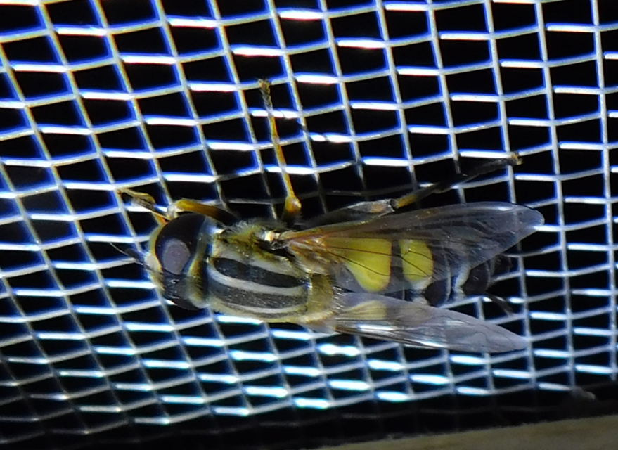 Helophilus trivittatus - nagy mocsárilégy