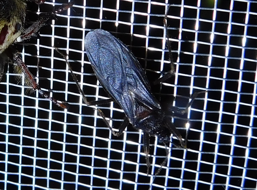 Reduvius personatus - szemetes zugpoloska