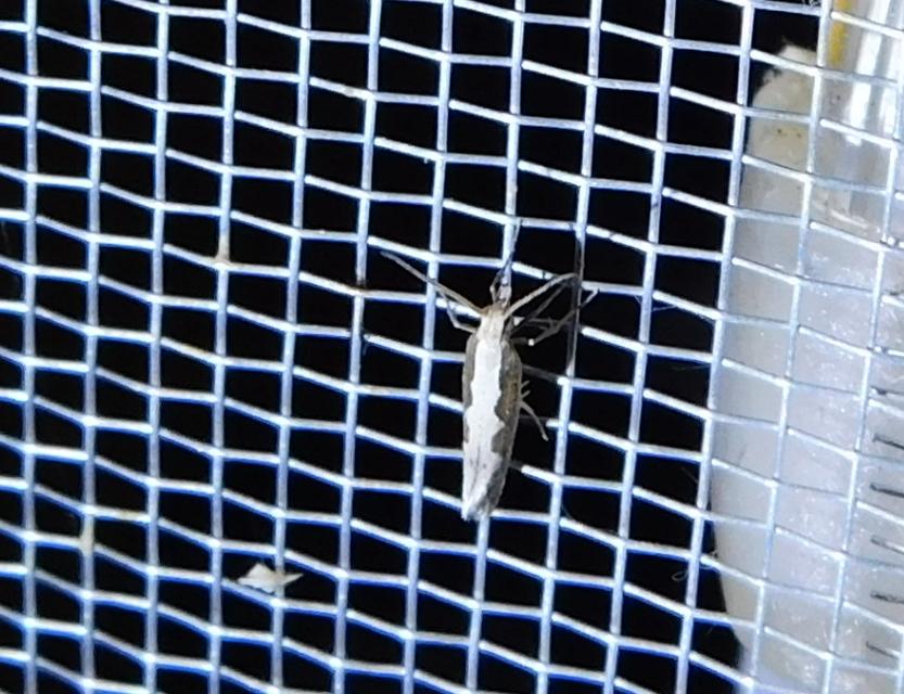 Plutella xylostella - káposztamoly