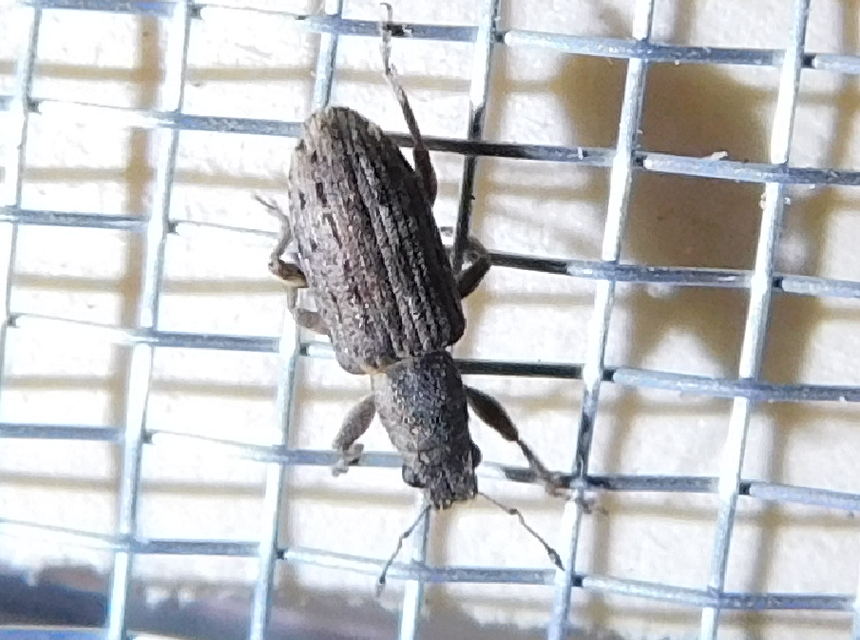 Sitona callosus - szempillás csipkézőbogár