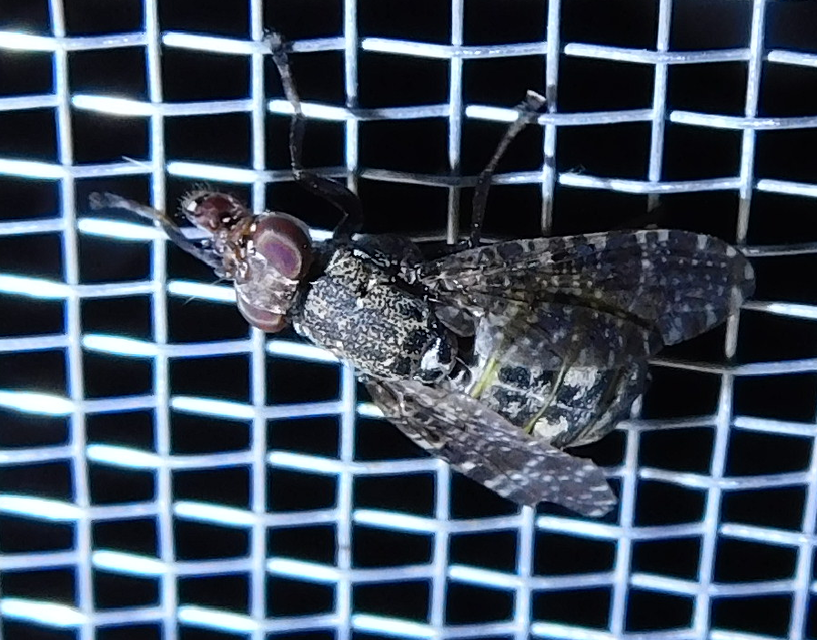 Platystoma