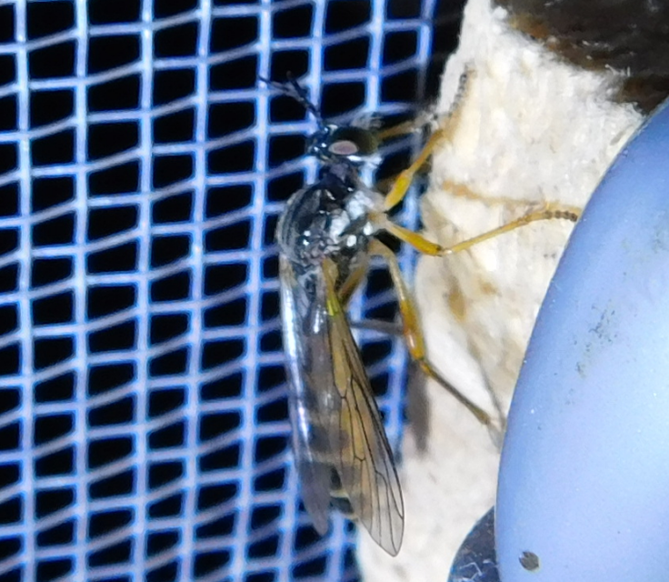 Dioctria