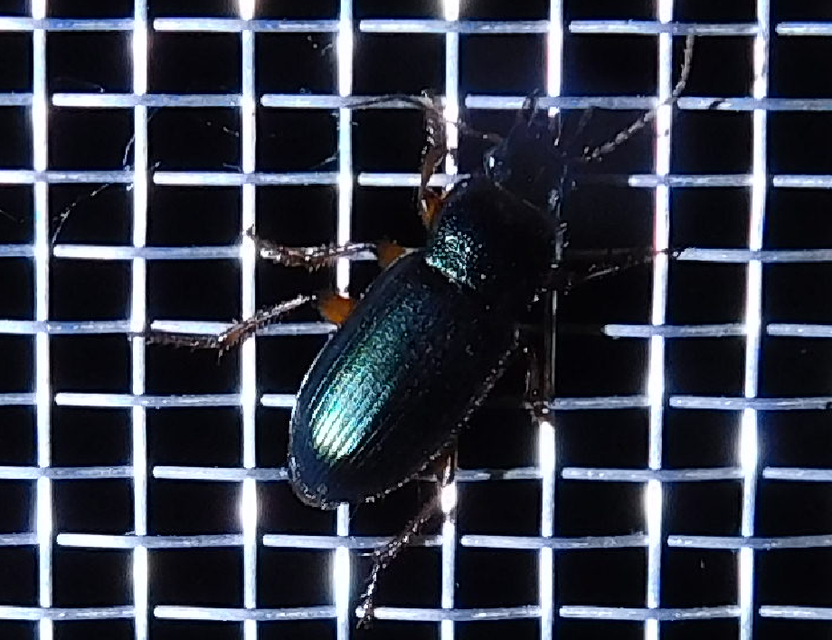 Ophonus azureus - azúrkék bársonyfutó