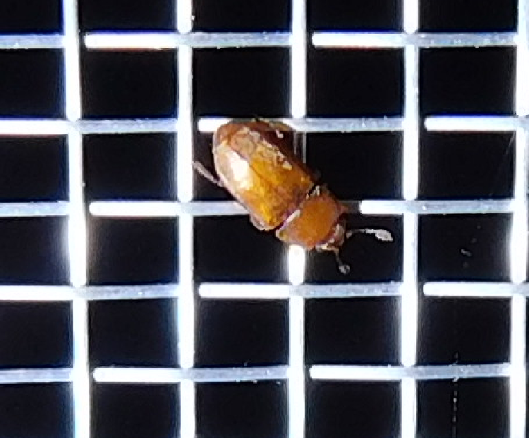 Nitidulidae - fénybogárfélék