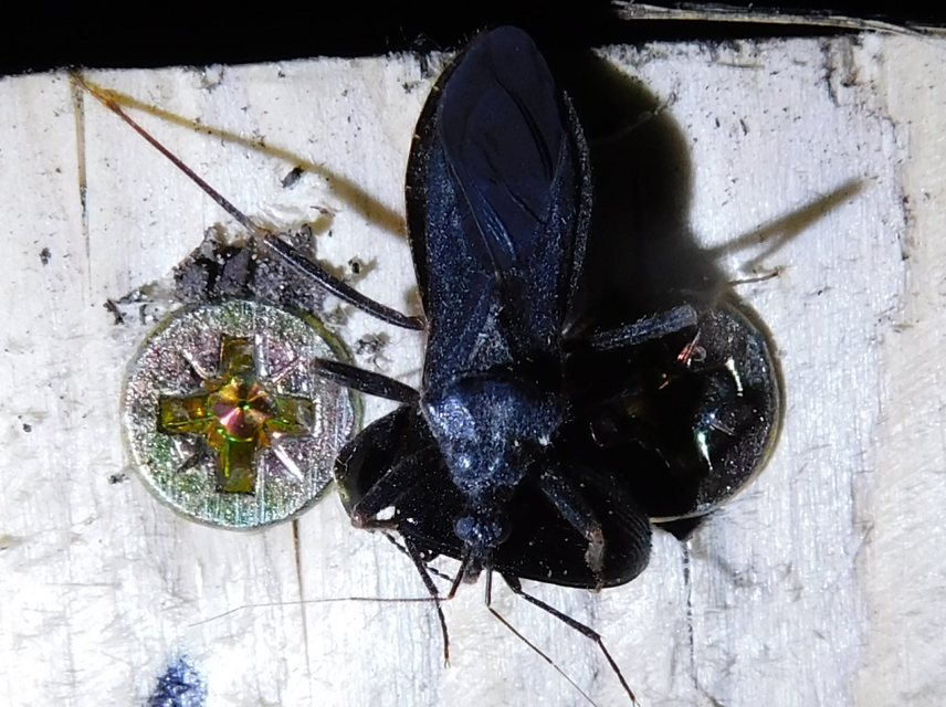 Reduvius personatus - szemetes zugpoloska