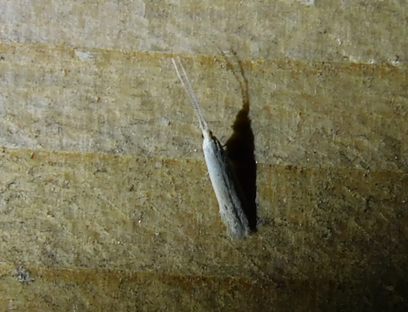 Coleophora