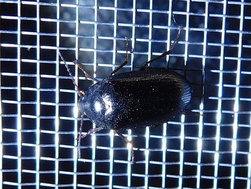 Prionychus melanarius - komor alkonybogár