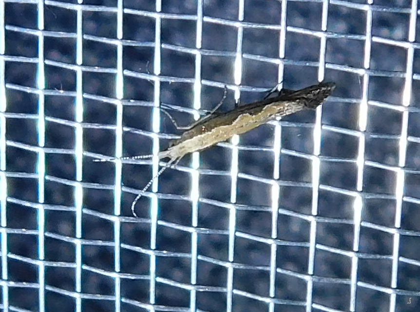 Plutella xylostella - káposztamoly