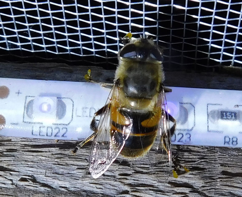Eristalis tenax - közönséges herelégy
