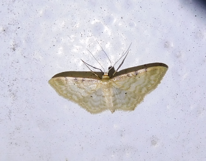 Idaea fuscovenosa - szürkeszélű apróaraszoló
