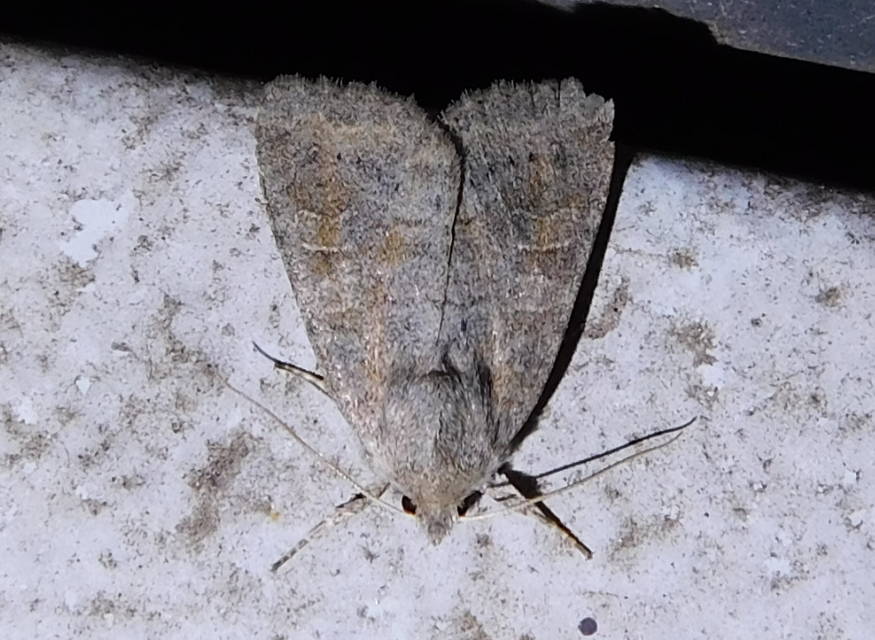 Parastichtis suspecta - sötét erdeibagoly