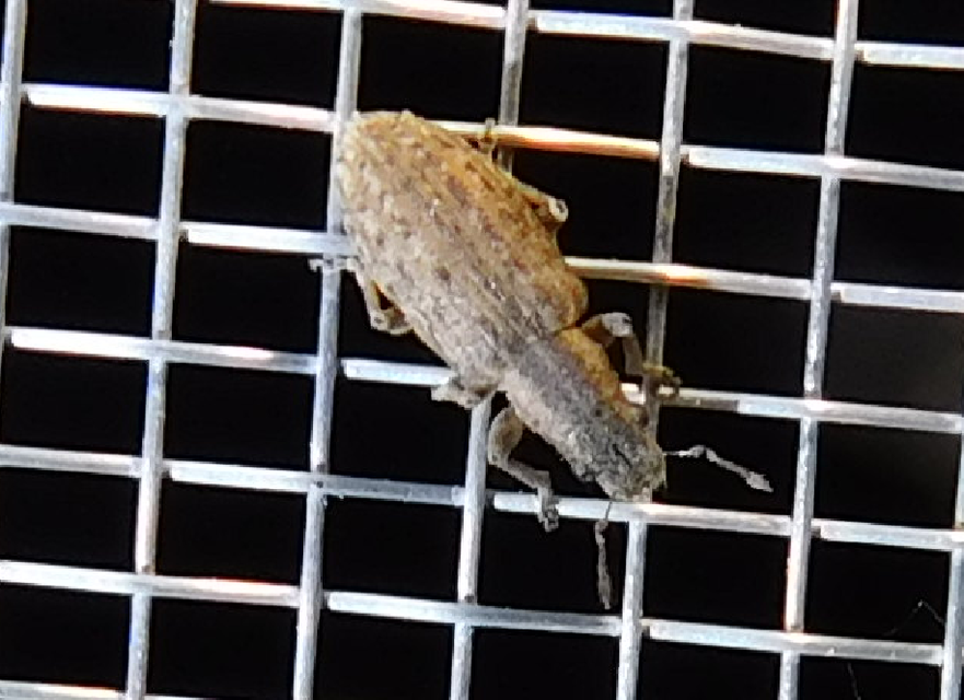 Sitona callosus - szempillás csipkézőbogár