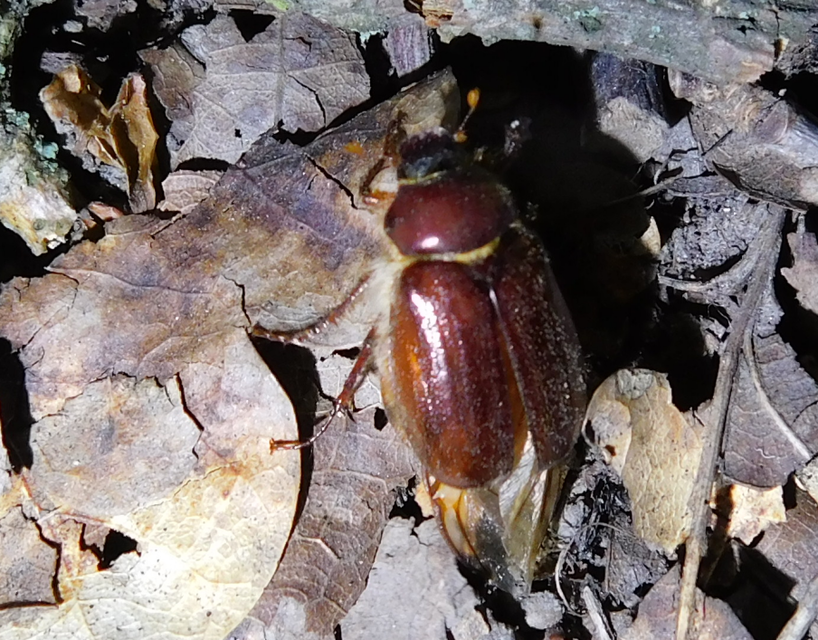 Holochelus vernus - tavaszi cserebogár