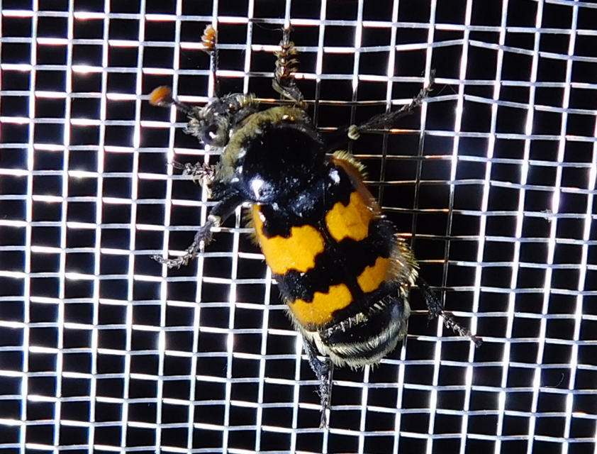 Nicrophorus vespillo - közönséges temetőbogár