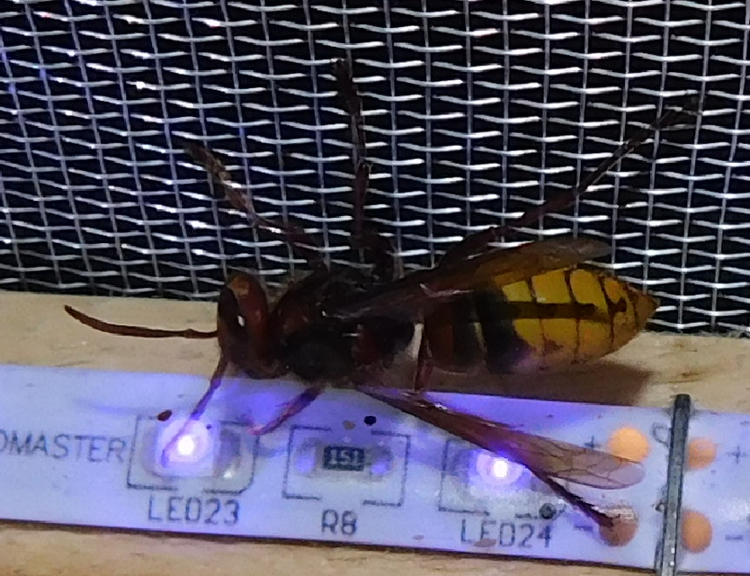 Vespa crabro - lódarázs