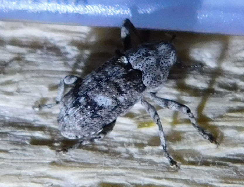Gasterocercus depressirostris - laposorrú ormányos
