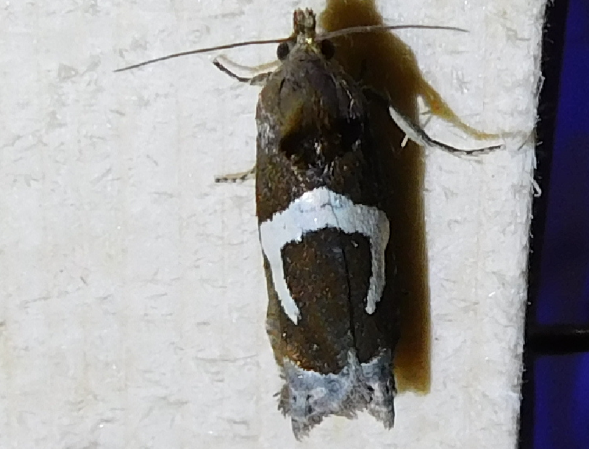 Epiblema foenella - kampósfoltú tükrösmoly