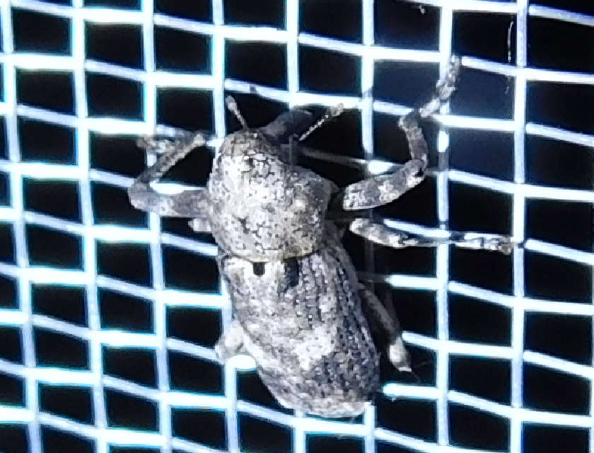 Gasterocercus depressirostris - laposorrú ormányos