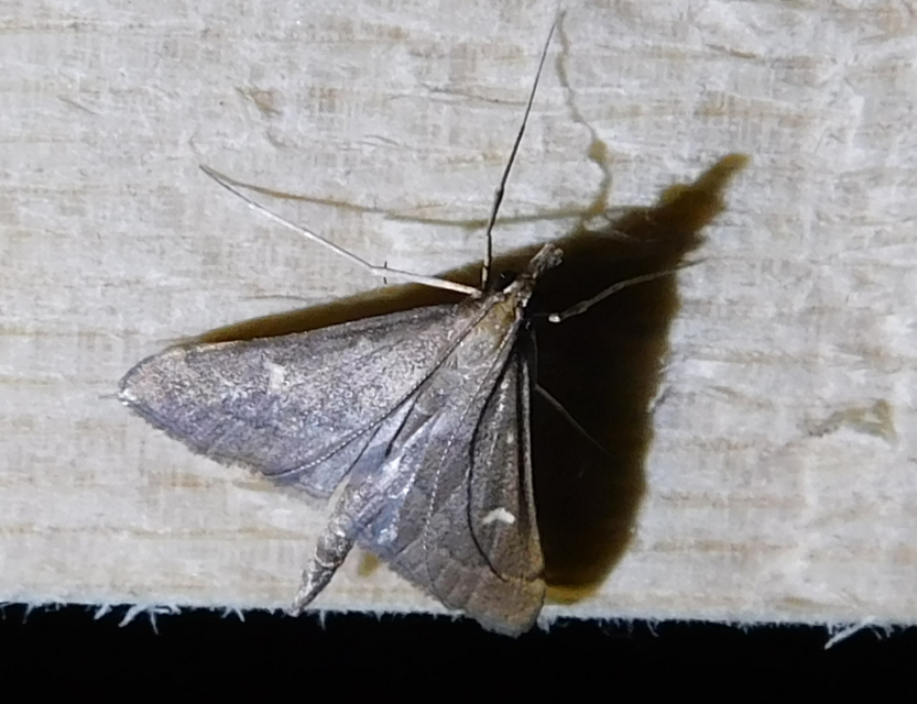 Dolicharthria punctalis - hosszúlábú tűzmoly