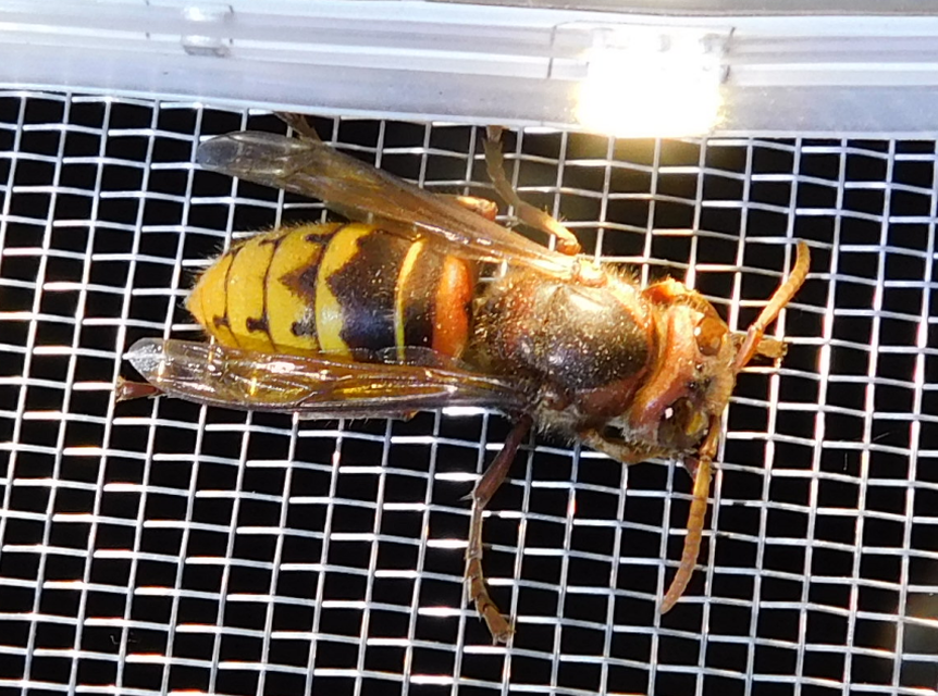 Vespa crabro - lódarázs