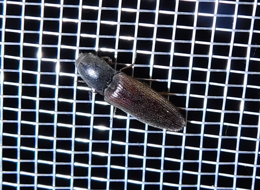 Athous haemorrhoidalis - szurkos pattanó