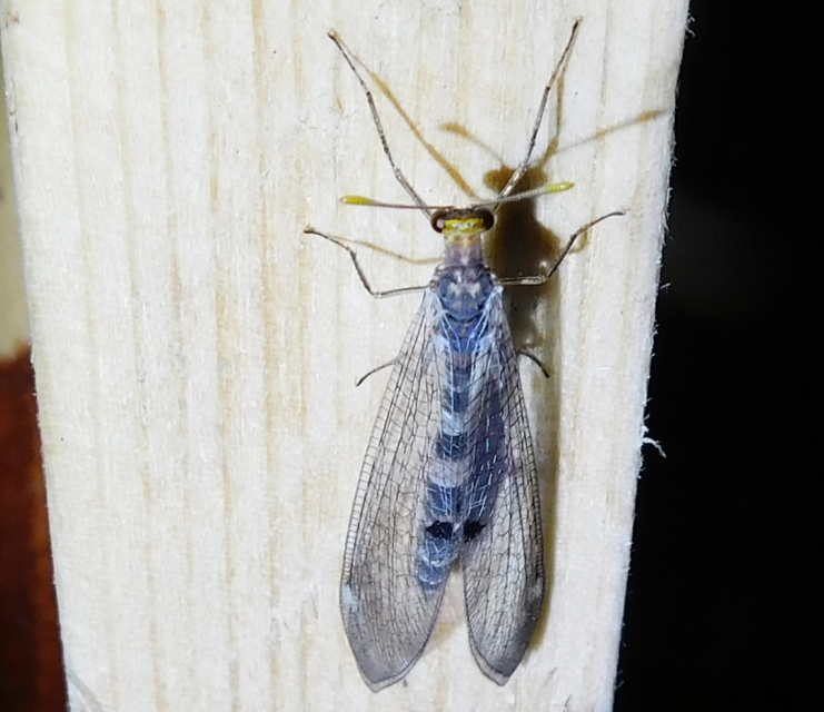 Megistopus flavicornis - kétfoltos hangyaleső