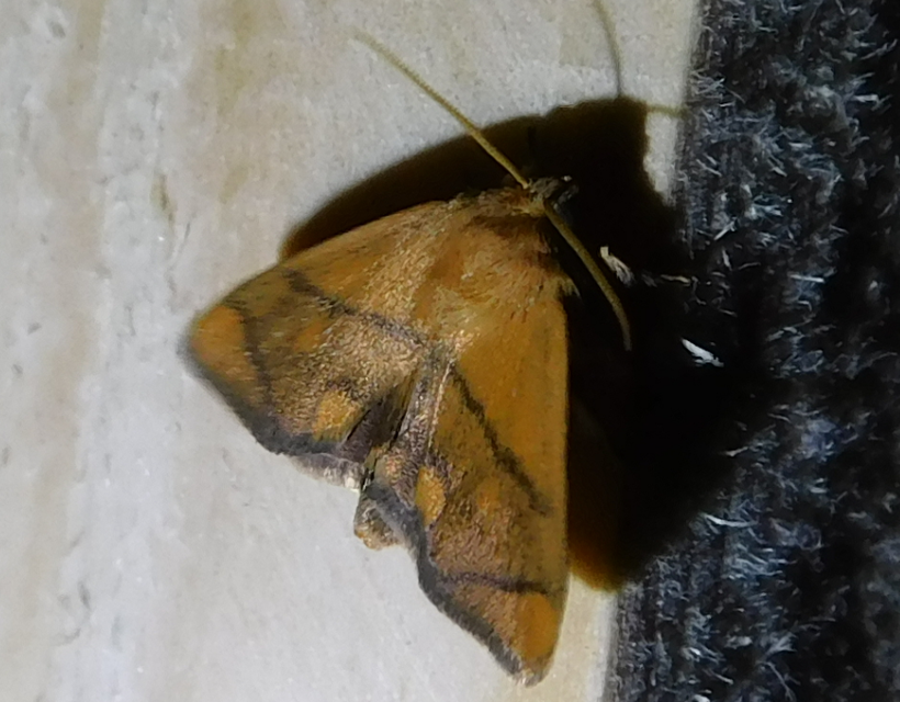 Apoda limacodes - kagylólepke