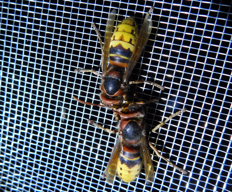 Vespa crabro - lódarázs