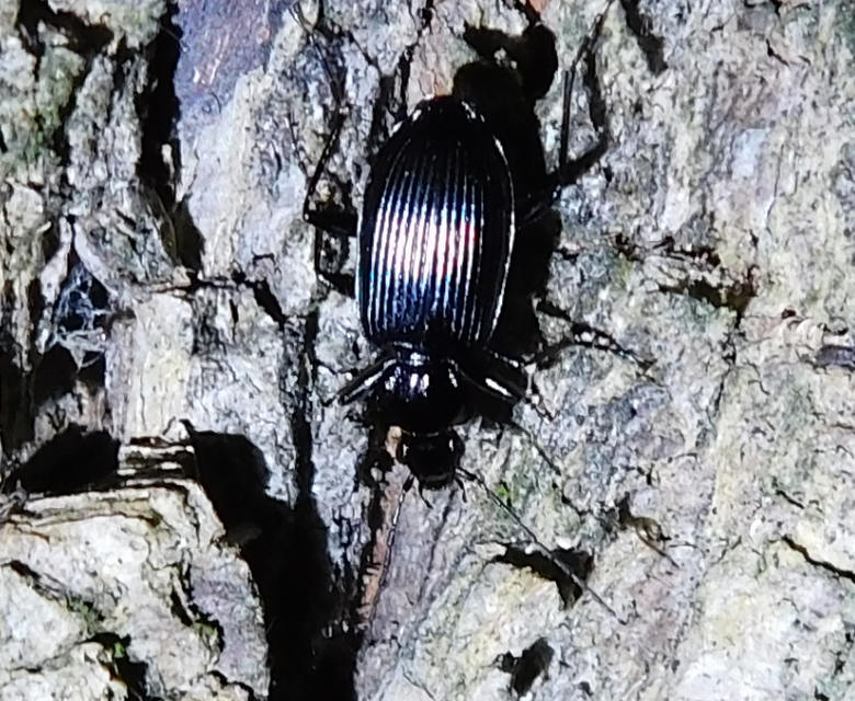 Limodromus assimilis - vöröslábú kisfutó