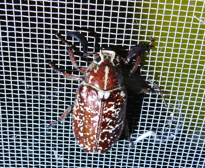 Polyphylla fullo - csapó cserebogár