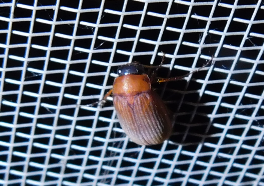 Serica brunnea - homoki kiscserebogár