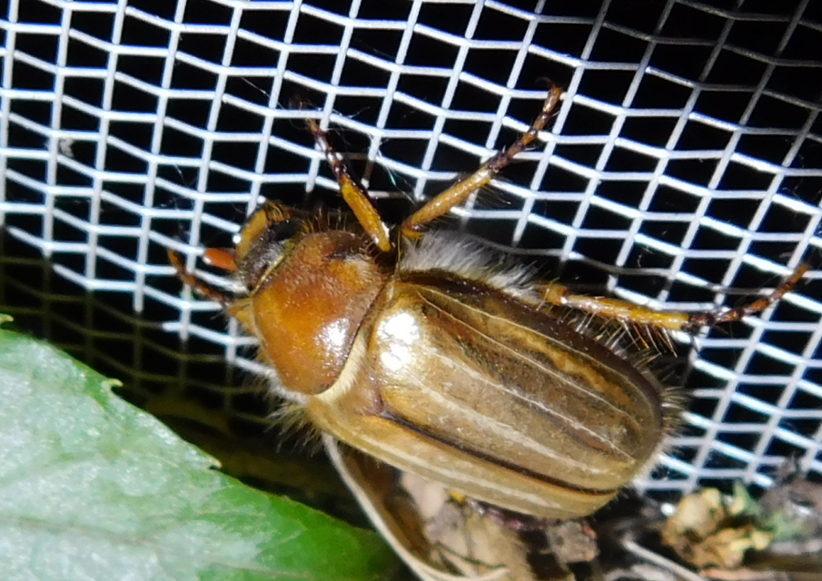 Amphimallon solstitiale - bordás sárgacserebogár